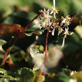 Saxifraga cortusifolia var. fortunei -K9