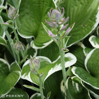 Hosta fortunei ‘Francee‘ - K9