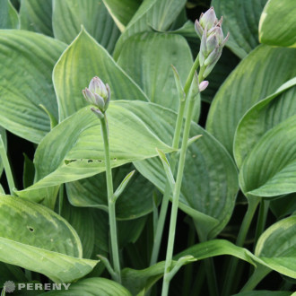 Hosta fortunei ‘Hyacinthina‘ - K9