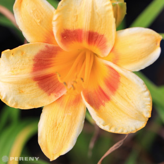 Hemerocallis ‘Fooled Me‘ - K13