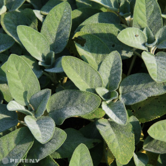 Salvia officinalis ‘Berggarten‘ - K9