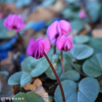 Cyclamen coum - K9