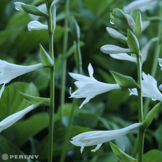 Hosta ‘Royal Standart‘ - K9