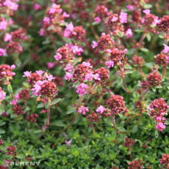 Thymus praecox ‘Coccineus‘ - K9