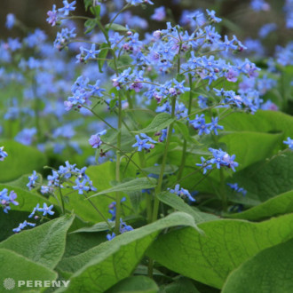 Brunnera macrophylla - K9