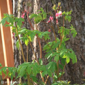 Dicentra spectabilis (Lamprocapnos) - K9