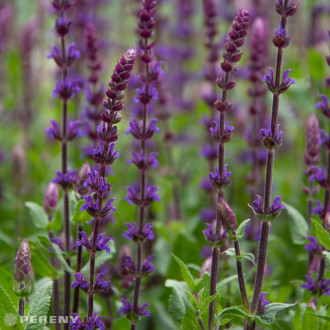 Salvia nemorosa (superba) ‘Caradonna‘ - K9
