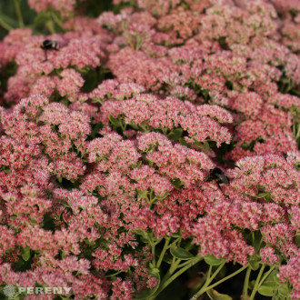 Sedum telephium ‘Herbstfreude‘ - K9