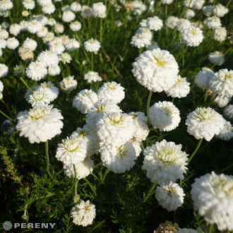 Anthemis nobilis ‘Plena‘(Chamaemelium) - K9