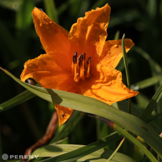 Hemerocallis ‘Burning Daylight‘ - K11