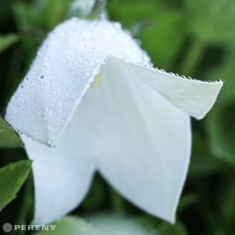 Platycodon grandiflorus ‘Astra White‘ - K9