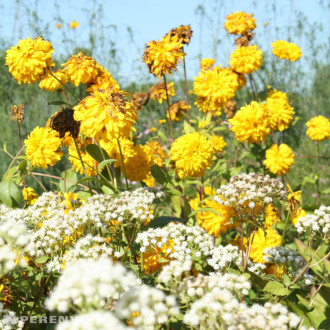 Rudbeckia laciniata ‘Goldquelle‘ - K9