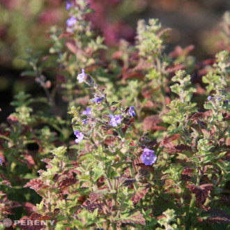 Nepeta x faassenii ‘Kit Cat‘- K9
