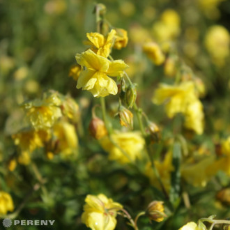Helianthemum ‘Sulphureum Plenum‘- K9