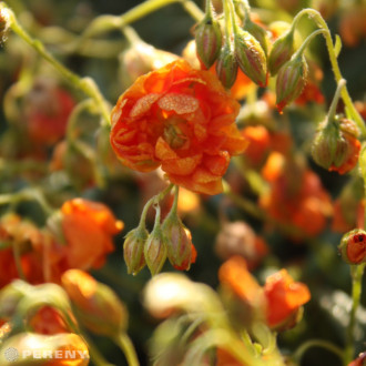 Helianthemum ‘Orange Double‘- K9