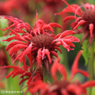Monarda fistulosa ‘Gardenview Scarlet‘ - K9
