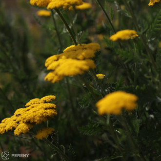 Achillea filipendulina ‘Cloth of Gold‘ - K9