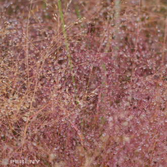 Eragrostis spectabilis ‘Purpurflirren‘ - K11