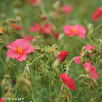 Helianthemum ‘Ben Hope‘- K9