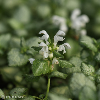 Lamium maculatum ‘White Nancy‘ - K9