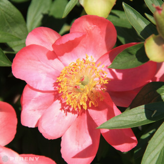 Paeonia lactiflora (E) ‘Flame‘ - K2l
