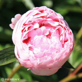 Paeonia lactiflora (D)‘Sarah Bernard‘ - K2l