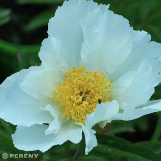 Paeonia lactiflora (E) ‘Jan van Leeuwen‘ - K2l