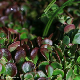 Sedum tetractinum ‘Coral Reef‘ -  K9
