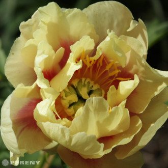 Paeonia itoh ‘Bartzella‘ - K2l