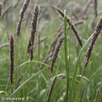 Melica altissima ‘Atropurpurea‘ - K9