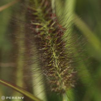 Pennisetum alopecuroides ‘Red Head‘ - K9