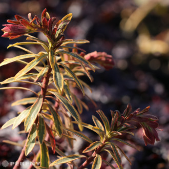 Euphorbia x martinii ‘Ascot Rainbow‘ - C13