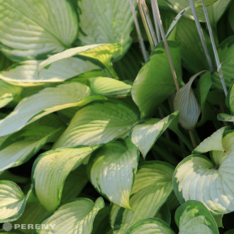 Hosta fortunei ‘Gold Standard‘ - K9