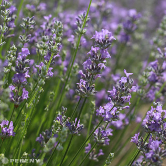 Lavandula angustifolia ‘Blue Cushion Schola‘ - K9
