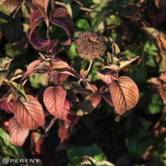 Monarda bradburiana - K9