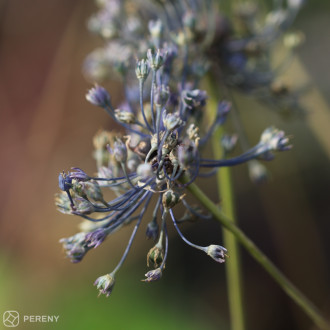 Allium caeruleum - K9