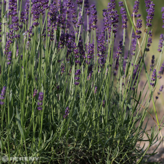 Lavandula angustifolia ‘Twickel Purple‘ - K9