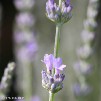 Lavandula x intermedia ‘Fragrant Memories‘ - K9