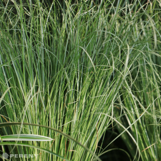 Carex comans ‘Amazon Mist‘ - C13