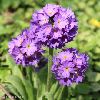 Primula denticulata ‘Corolla Blue‘ - K9