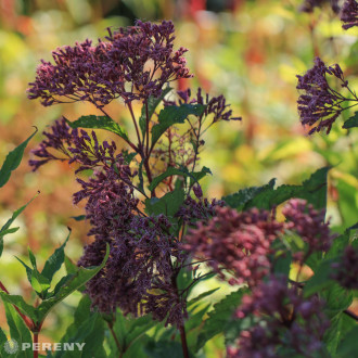 Eupatorium fistulosum ‘Augustrubin‘ - K11