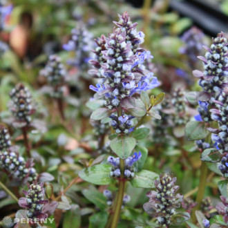 Ajuga reptans ‘Mini Mahogany‘ - C13