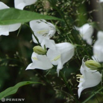 Campanula persicifolia ‘White‘ - K9