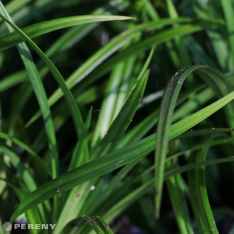 Carex foliosissima ‘Irish Green‘ - C13