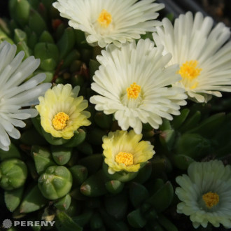 Delosperma basuticum ‘White Nugget‘ - K9