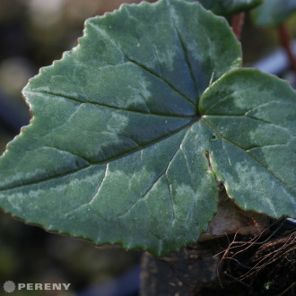 Cyclamen hederifolium - K9
