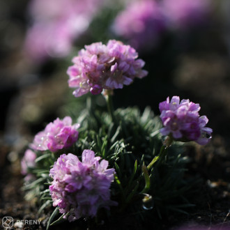 Armeria juniperifolia ‘Brno‘- K9
