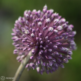 Allium ‘Summer Drummer‘- C13