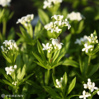 Galium odoratum - K9