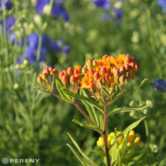 Asclepias tuberosa - K9